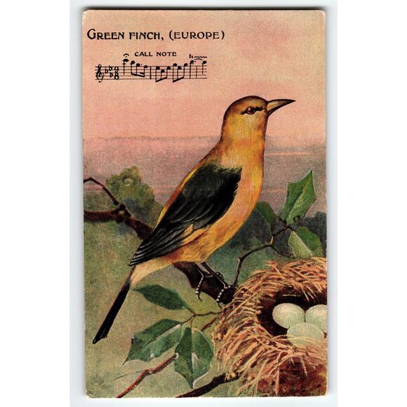Vintage Green Finch Europe Bird Nest Eggs Lithograph Postcard - Picture 1 of 2